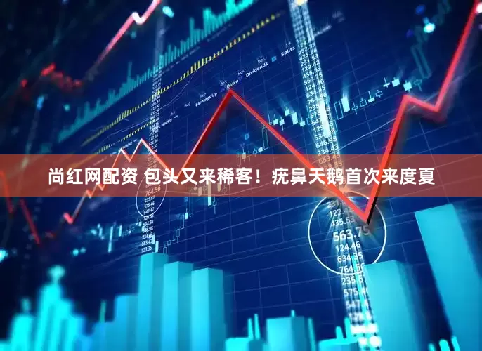 尚红网配资 包头又来稀客！疣鼻天鹅首次来度夏