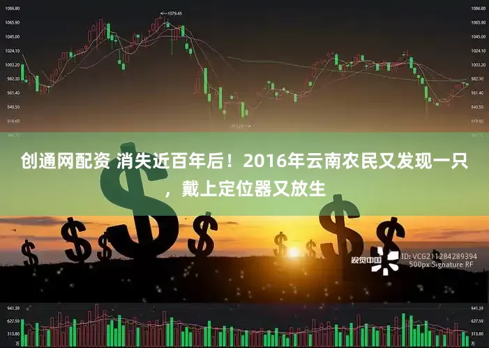 创通网配资 消失近百年后！2016年云南农民又发现一只，戴上定位器又放生